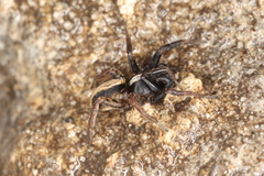 Alopecosa pulverulenta