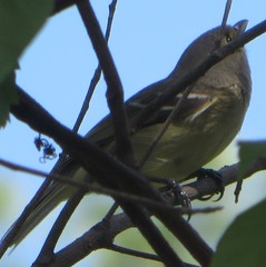 Vireo crassirostris