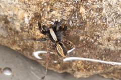 Alopecosa pulverulenta