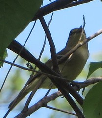 Vireo crassirostris