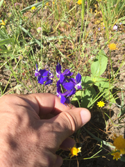 Delphinium variegatum