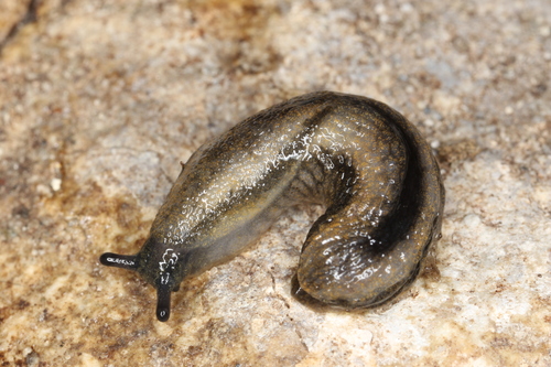 Arion distinctus