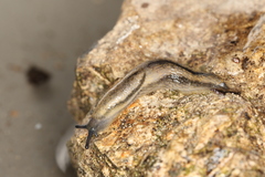 Arion distinctus