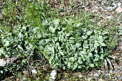 Cardamine pachystigma dissectifolia