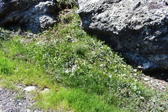 Cardamine pachystigma dissectifolia
