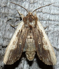Lithophane signosa