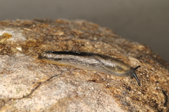Arion distinctus