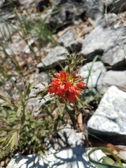 Castilleja applegatei pinetorum