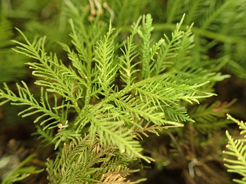 Thuidium cymbifolium