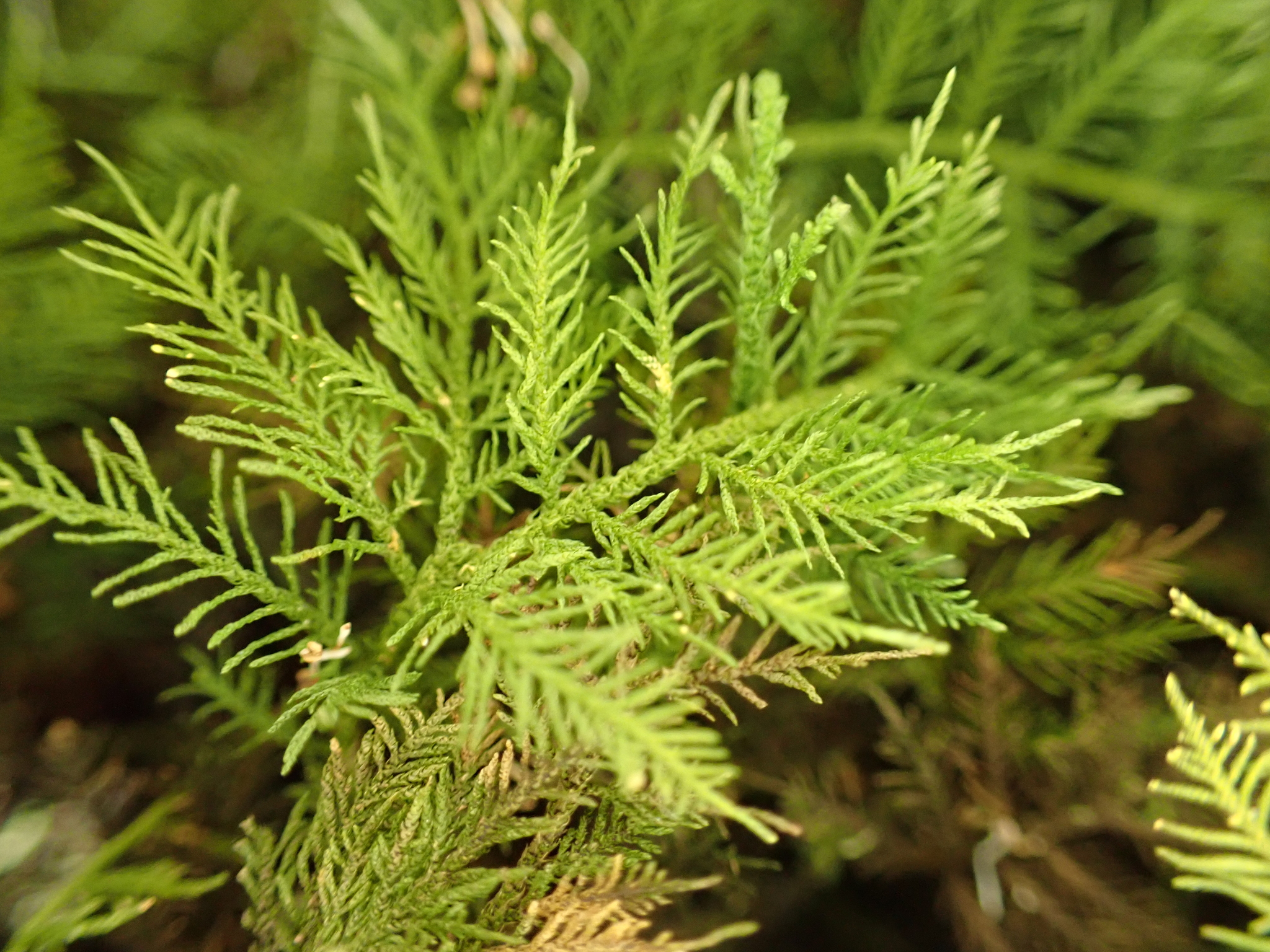 Thuidium cymbifolium