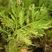 Thuidium cymbifolium - Photo (c) Susan Fawcett, algunos derechos reservados (CC BY-NC), subido por Susan Fawcett