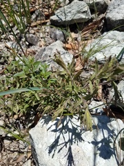 Castilleja applegatei pinetorum