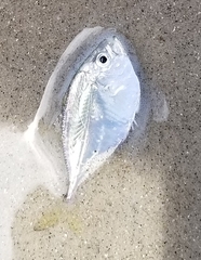 Chloroscombrus chrysurus