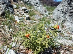 Castilleja applegatei pinetorum