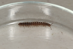 Polydesmus inconstans