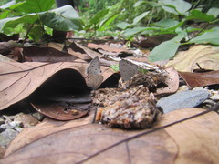 Megisba malaya sikkima