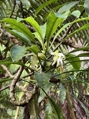 Clermontia clermontioides observed 2024-02-29
