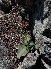 Cardamine pachystigma dissectifolia