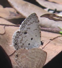 Megisba malaya sikkima