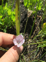 Calochortus uniflorus