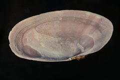 Hiatula nitida