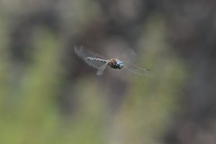 Rhionaeschna multicolor