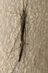 Tipula rufina