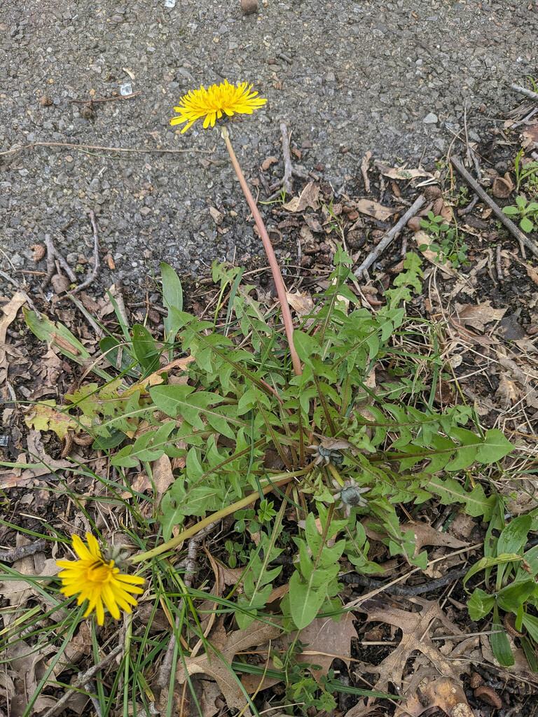 Taraxacum pseudomarklundii