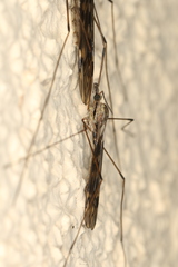 Tipula rufina