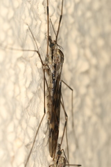 Tipula rufina