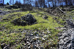 Erythronium multiscapideum