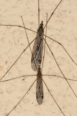 Tipula rufina