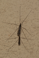 Tipula rufina