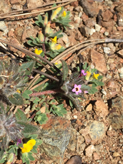 Collomia diversifolia