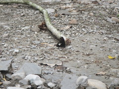 Papilio nephelus chaonulus
