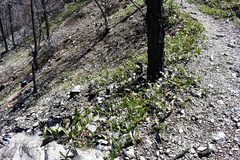 Erythronium multiscapideum