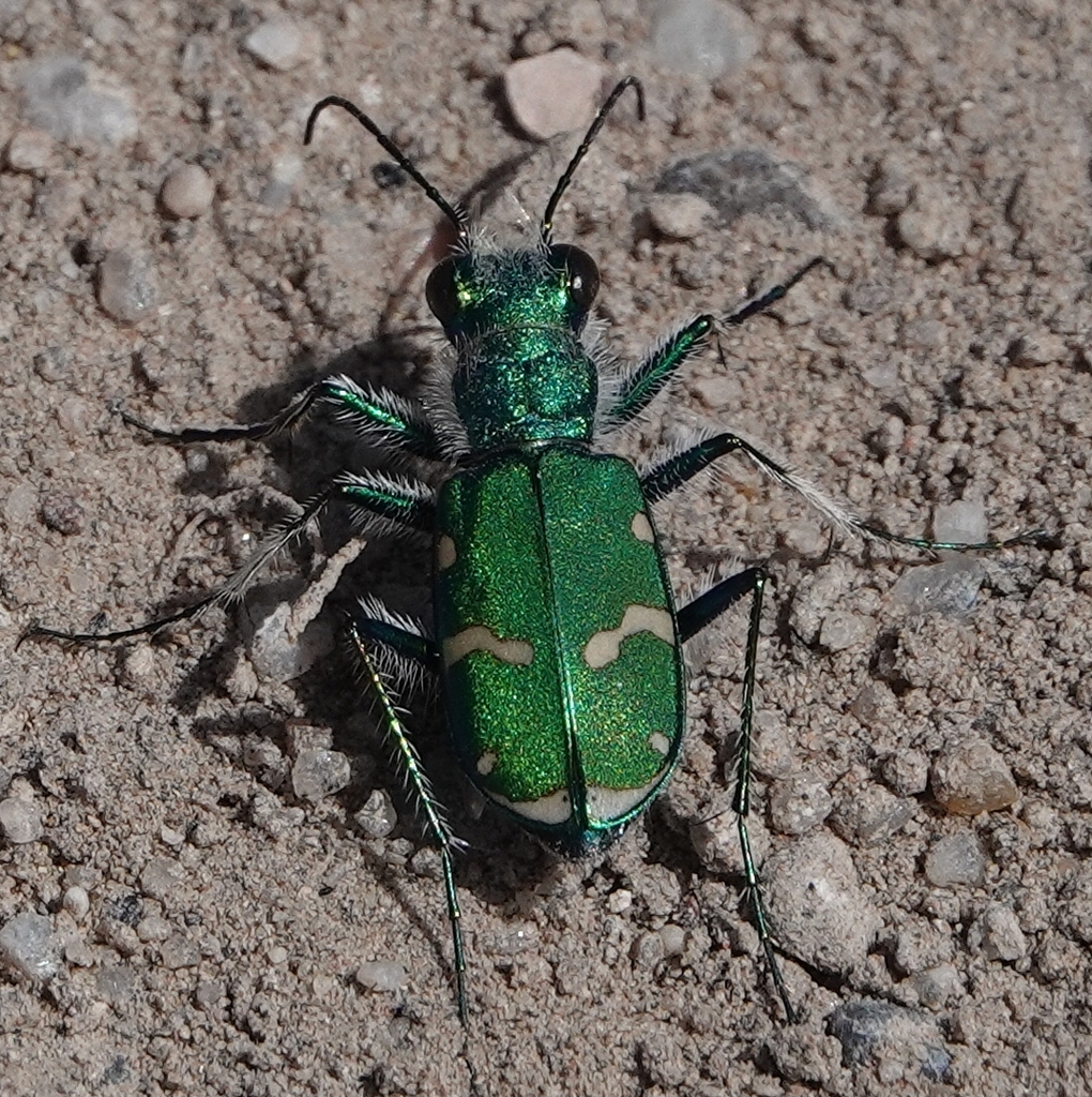 Green Claybank Tiger Beetle