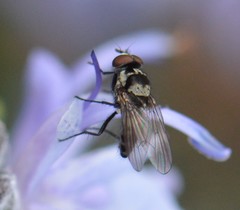 Anthomyia oculifera