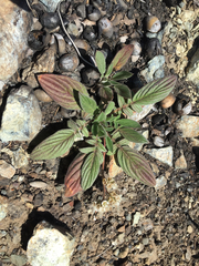 Phacelia egena