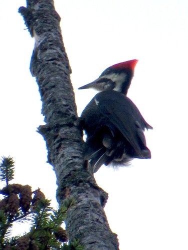 Pileated Woodpecker