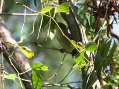 Vireo crassirostris
