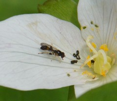 Sphegina