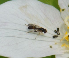 Sphegina