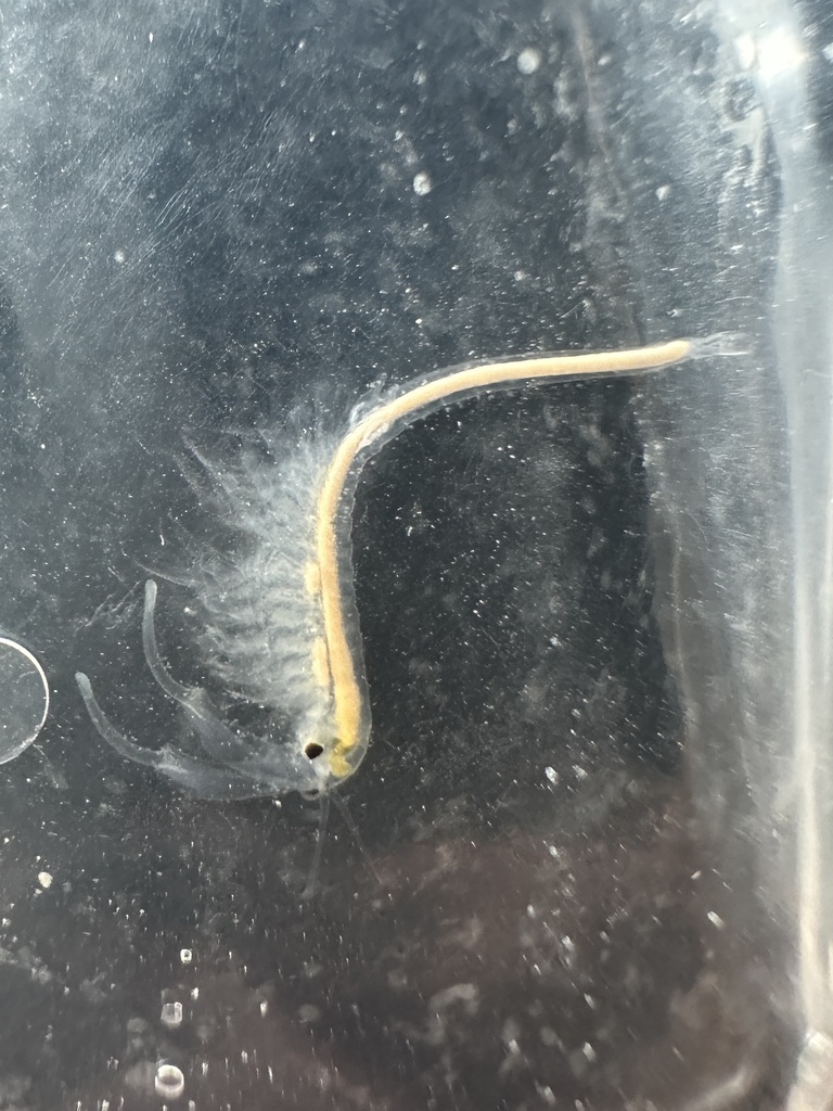 alkali fairy shrimp