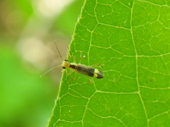 Malthinus occipitalis