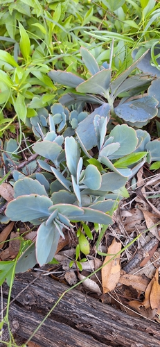 Foto de Planta-panda
