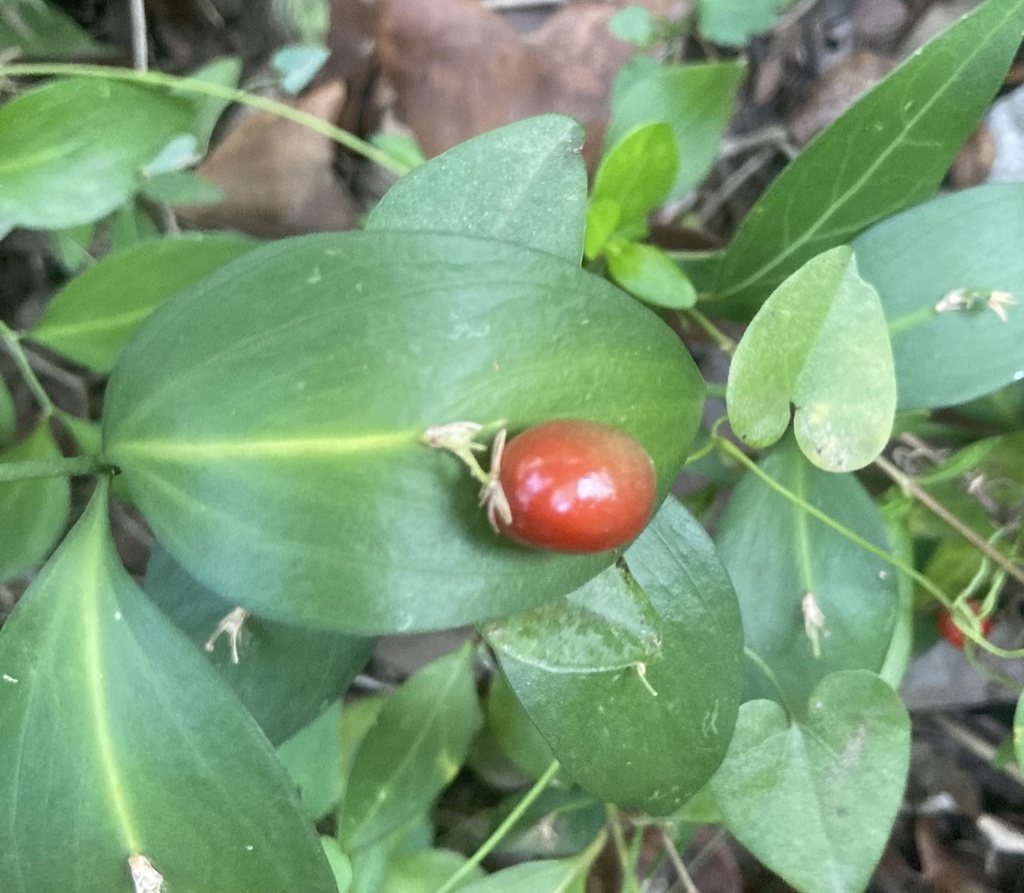 Ruscus hypophyllum, Gibraltar Nature Reserve, Gibraltar