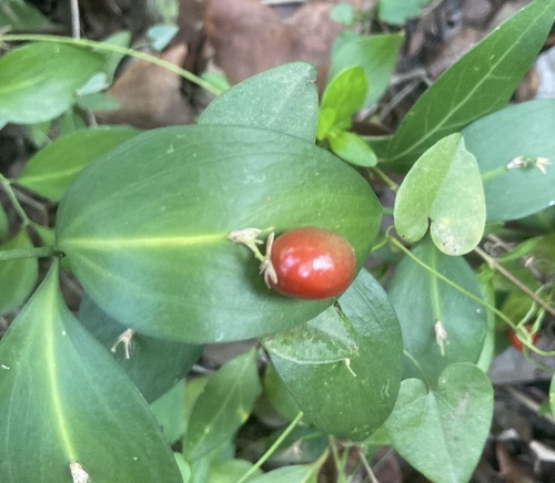 Ruscus hypophyllum