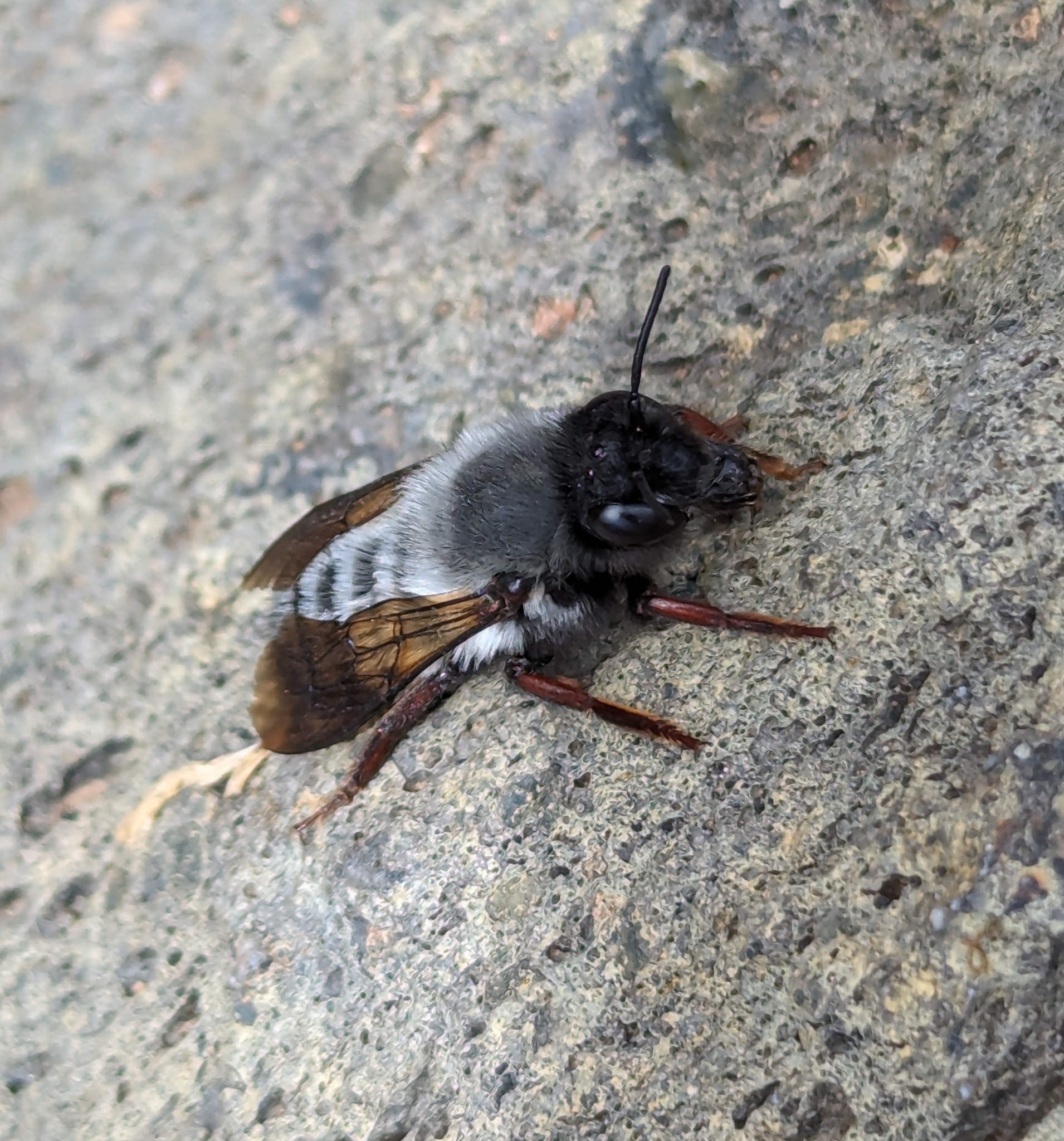 Megachile canescens