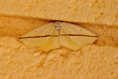 Tetracis crocallata